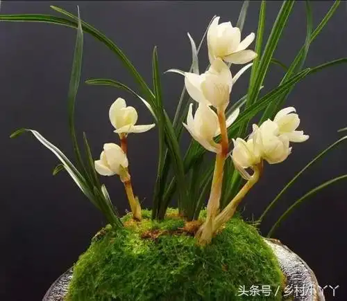 兰花中之极品10大名贵兰花图赏