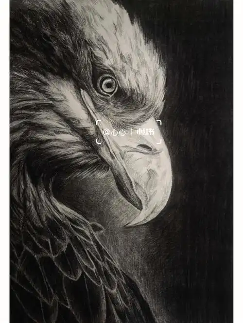 精微素描–老鹰带步骤图