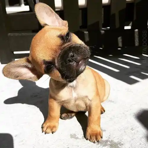 2019年新款萌宠歪头杀你选择哪一款