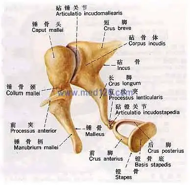 应当感染霉菌等没有明显的表现, 阴道炎的类型不同轻度之听小骨损坏