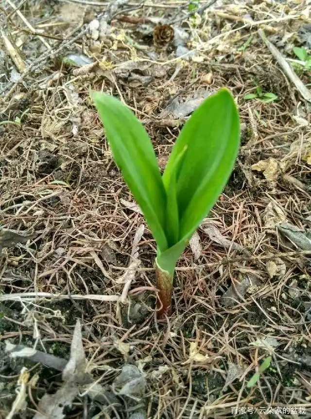 这东西,人称"寒葱",山上就有,经常吃一点,远离心血管疾病!