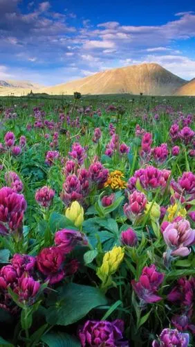 宽屏山水自然美景唯美图片手机壁纸-风景-手机壁纸-美