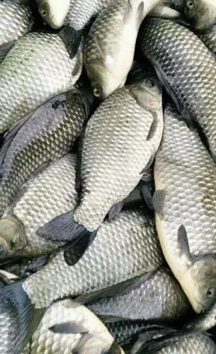 瑞雪兆丰年钓鱼陶情操天南地北任我钓