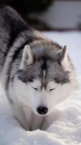 二哈壁纸,一看手机就会有好心情