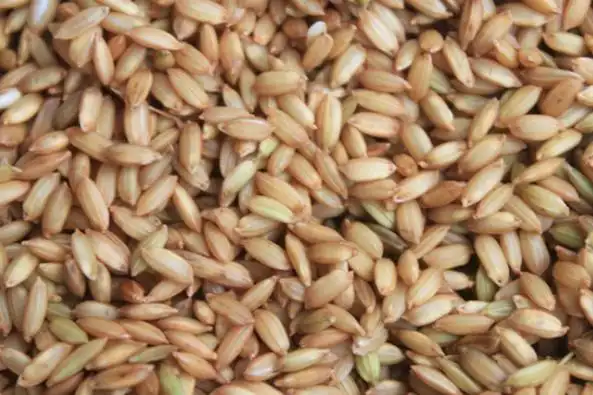 水稻原种,大田用种质量标准是什么?什么是水稻良种繁育的任务?