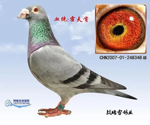 霍夫肯_战腾雷鸽业_ ag188.com爱鸽商城_中国信鸽信息网