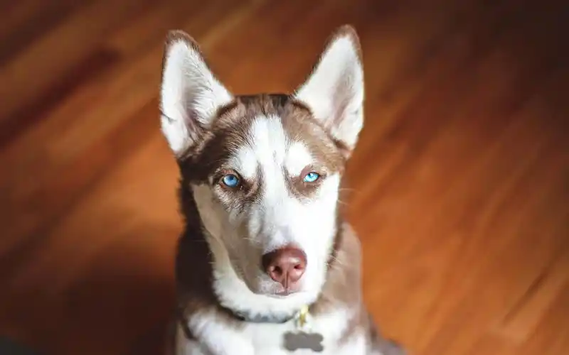 二哈哈士奇呆萌高清桌面壁纸