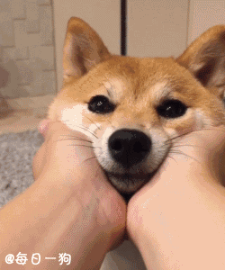 250_300gif 动态图 动图