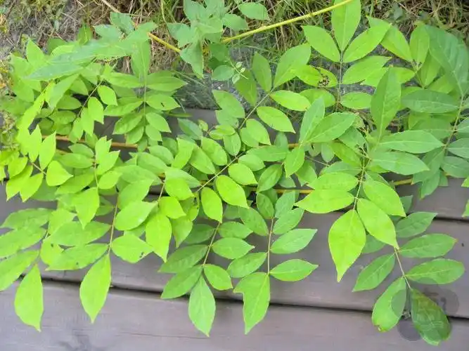 奇数羽状复叶:小叶的数量为奇数