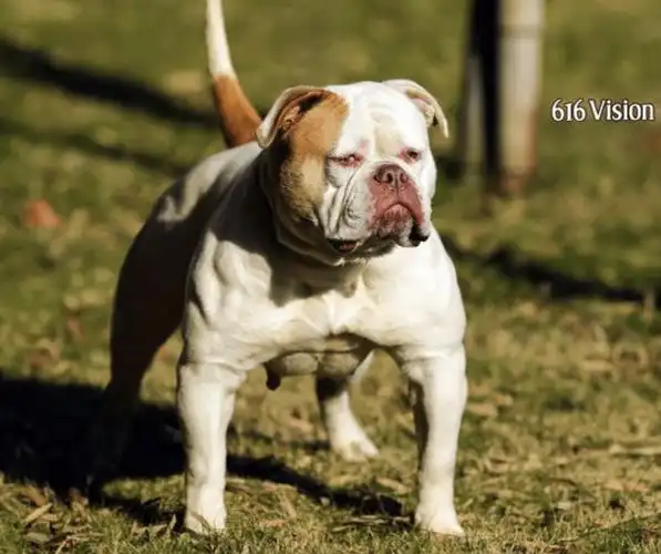 增加罗纳威等19种烈性犬,深圳这些犬种或将禁养._名单_意见_贝林登