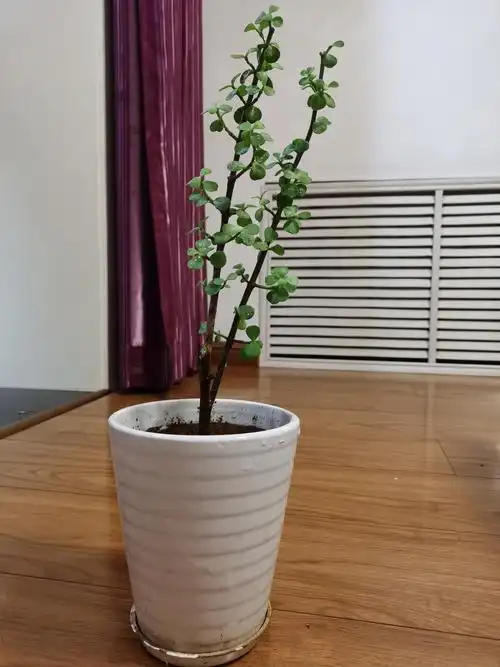 金枝玉叶修剪记