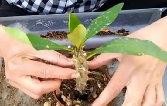 虎刺梅扦插后要不要套袋护理