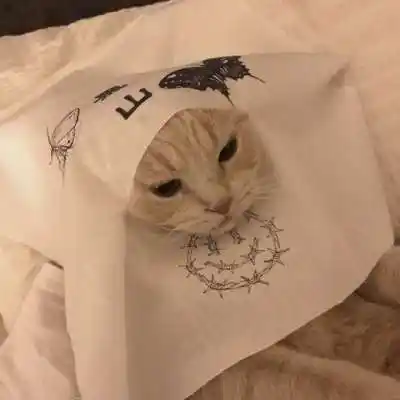 qq头像猫可爱搞怪萌萌哒萌猫头像