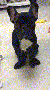 萌宠流口水太丑了呆萌gif动图_动态图_表情包下载_soogif