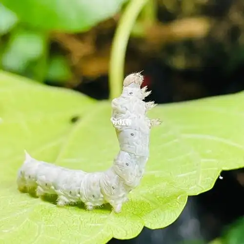 养龙先养虫蚕宝宝长大了