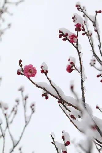 南山公园傲雪红梅