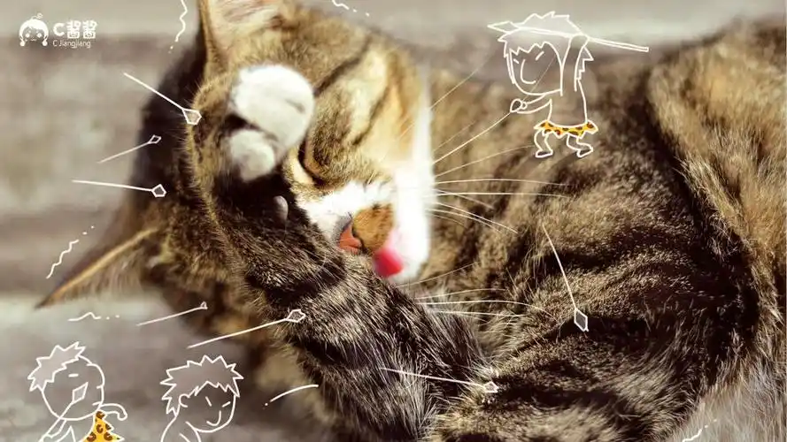 c酱酱恶搞喵星人,高清图片,动物壁纸-回车桌面