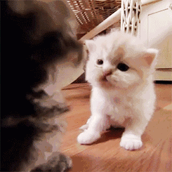 猫星人可爱呆萌逗表情gif动图_动态图_表情包下载_soogif