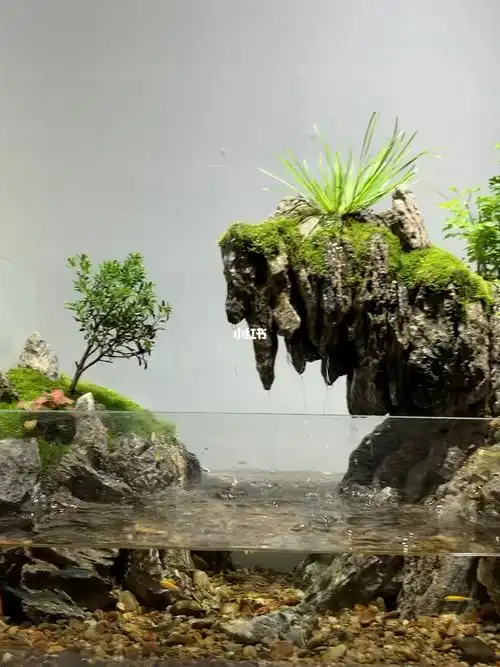 我家鱼缸里的大自然#鱼缸造景#微景观#生态鱼缸#苔藓微