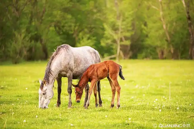 马的图片_图片大全