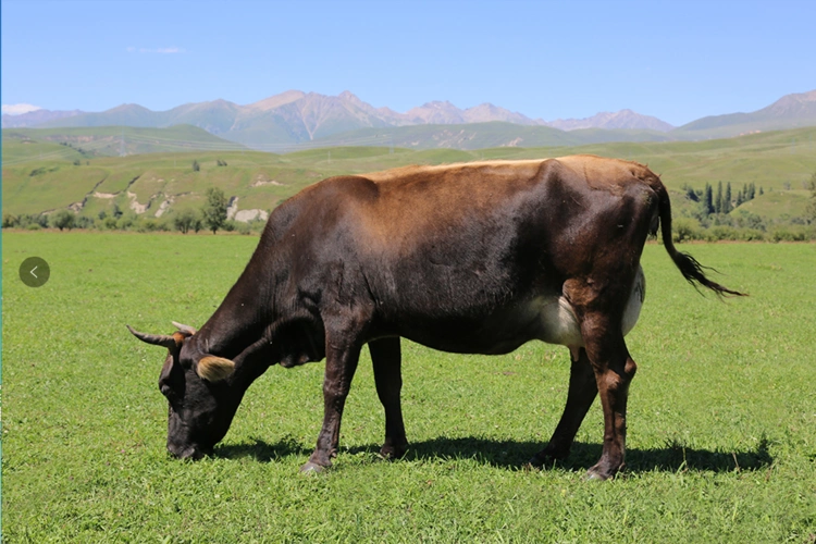 重报电商牛奶产品线上线下走_重庆