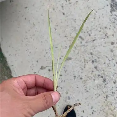 蕙兰白心变异草