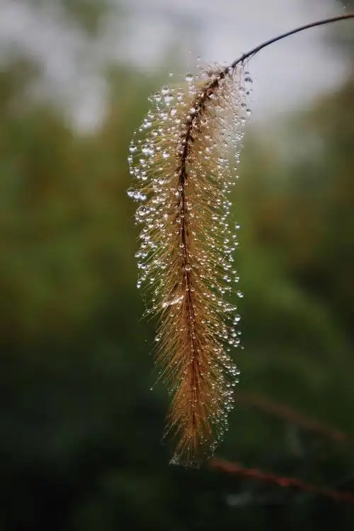 雨中逢花,红尘逢你……雨滴照片一组