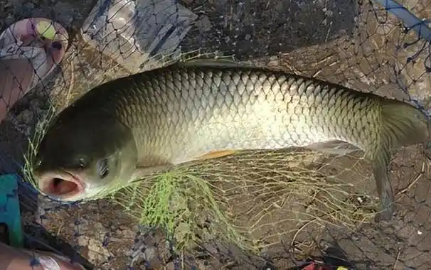 垂钓草鱼有技巧,不一定非要钓浮,有时候钓底反而口更好
