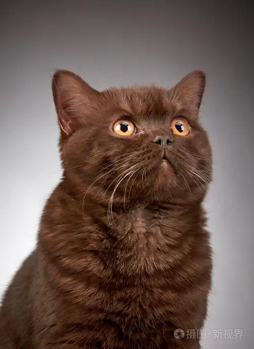 英国棕色短发猫
