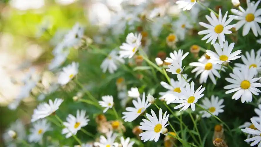 可爱的小雏菊小清新桌面壁纸高清大图预览1920x1080_植物壁纸下载_美