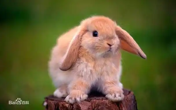 法国垂耳兔出现于1800年代中期,是由英国垂耳兔和法国巨兔杂交而生.