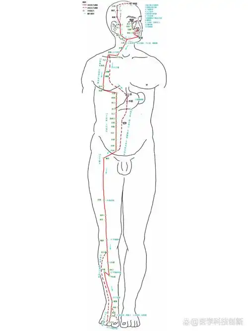 足阳明胃经循行路线