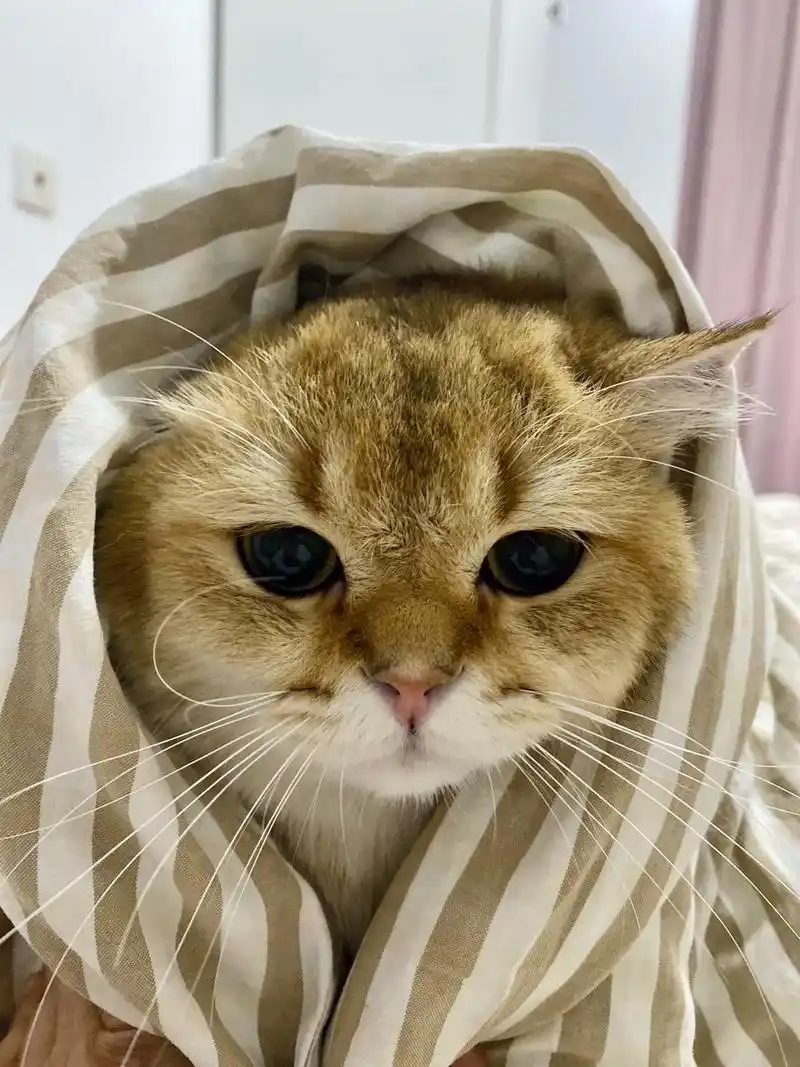 来一发小黄毛.攒够一波小黄猫萌照,来一发#记录猫咪日常 #金 - 抖音