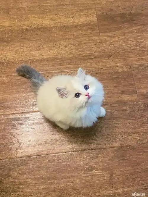 【58同城】牛杜布偶猫价格_多少钱一只|牛杜500元以下布偶猫图片|布偶