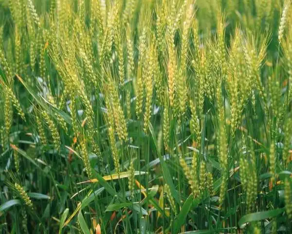 孩子眼中的神奇从麦苗到馒头的过程