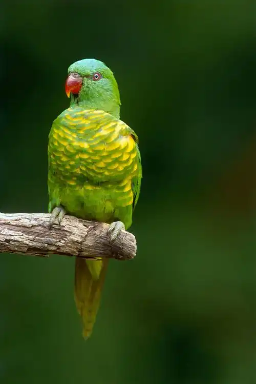 鳞胸吸蜜鹦鹉 (动物)