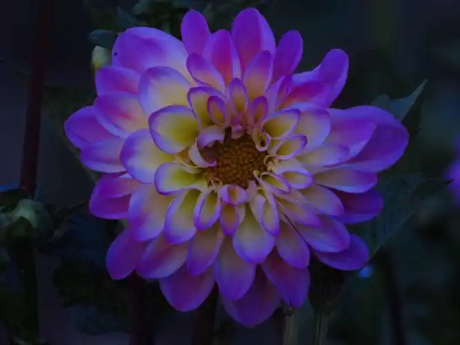 醉美 鲜花盛开 花的世界 手机摄影 高清图片