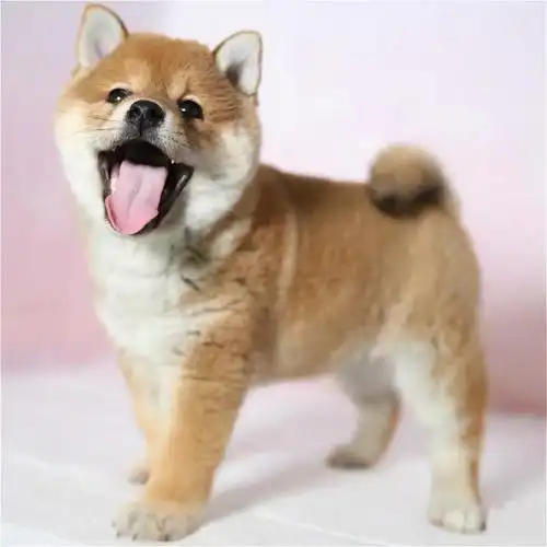 柴犬幼犬豆柴活体柴犬幼崽黑色白色赤中小型好养宠物狗狗出售狗狗