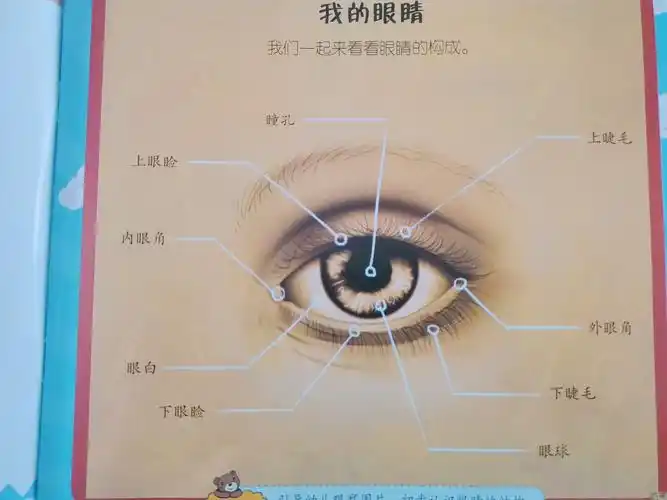 眼睛的结构