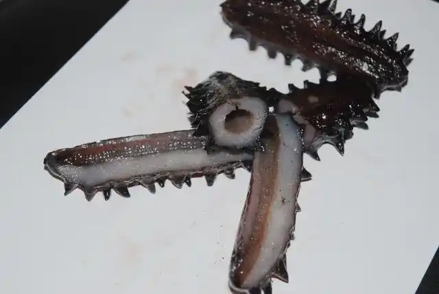 这样的假海参,想不上当都难,爱吃海参的朋友注意了!