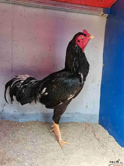 中原斗鸡