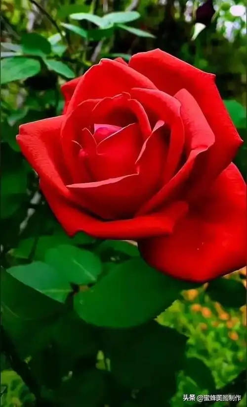 七夕浪漫情人节,玫瑰壁纸