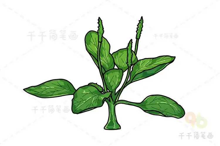 车前草简笔画步骤图