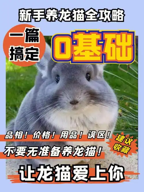 新手养龙猫:品相挑选 用品准备 注意事项7215