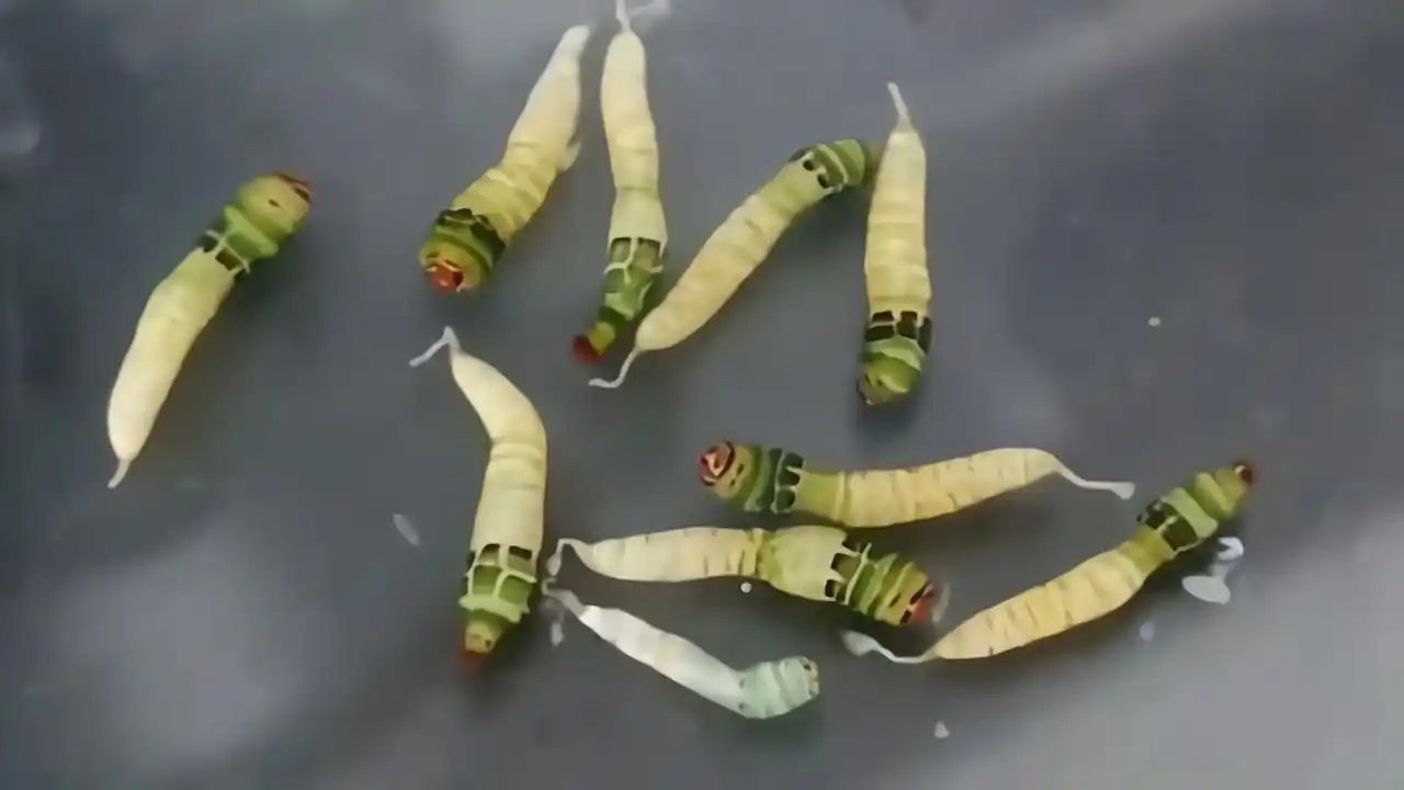 我们世界上有僵尸蜗牛吗?