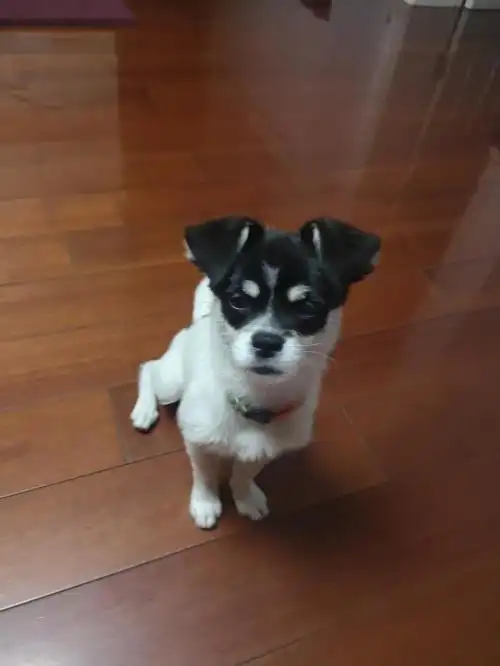 白黑色田园犬走丢,还望见到者联系,拜托了!