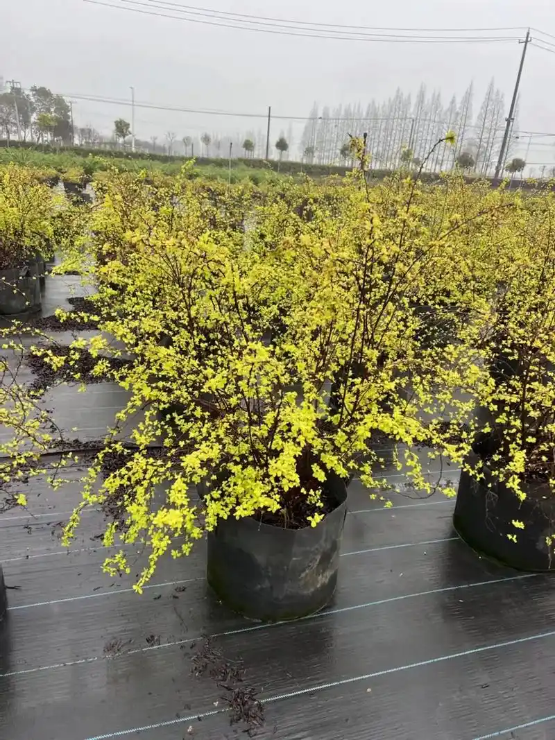 【黄金喷泉绣线菊】 规格:m40 花期:4-5月  耐寒耐热 - 抖音