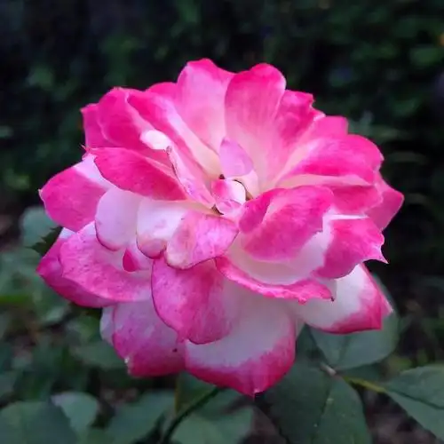 中老年头像大全:女人微信头像花朵唯美图片