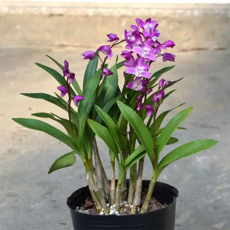 苏购澳洲香水石斛兰花苗冬带花苞浓香花苞室内绿植盆栽花卉澳洲石斛