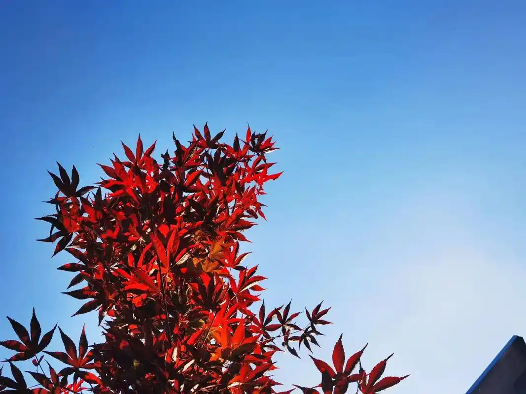 春天的图片故事#重庆dou知道 #大自然的馈赠 #城市风景  - 抖音